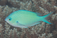 Chromis atripectoralis