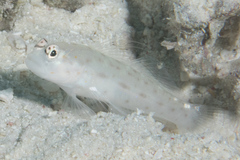 Ctenogobiops mitodes