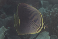 Chaetodon baronessa