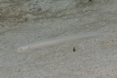 Gunnellichthys monostigma