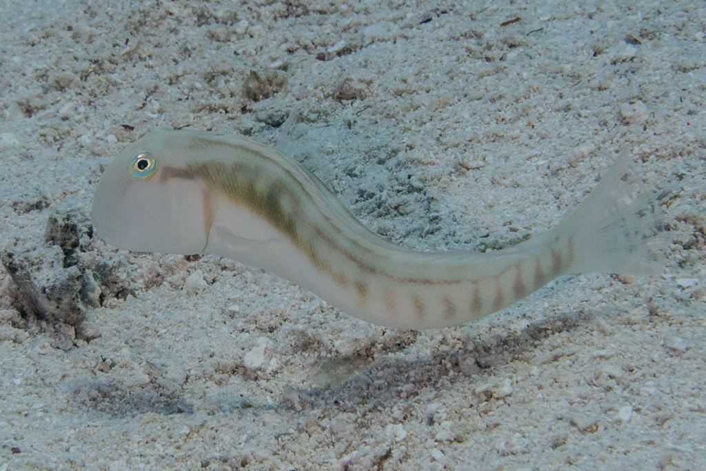 Finescale Razorfish