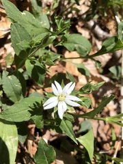 Stellaria corei