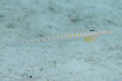 Trichonotus elegans
