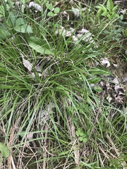 Carex sylvatica