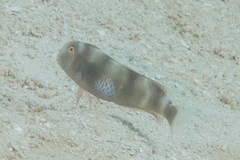 Iniistius aneitensis