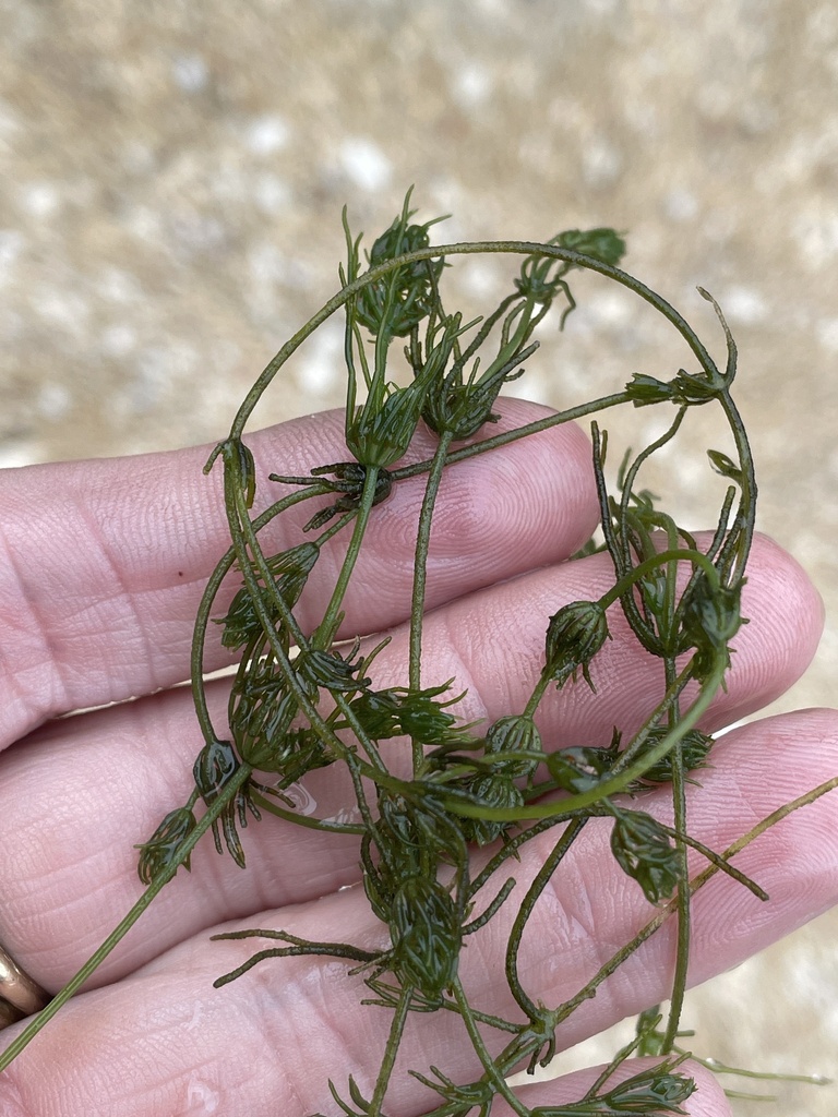 muskgrass from Terrell County, US-TX, US on April 20, 2024 at 04:59 PM ...