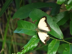 Cymothoe coranus coranus