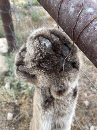 Mountain Lion photographed in Texas
