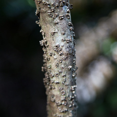 Sphaerobolus stellatus