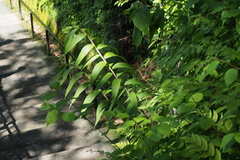 Lilium auratum