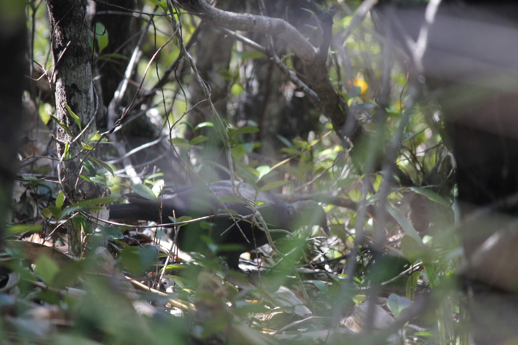 Black Wood Pigeon (Columba janthina), photo 8