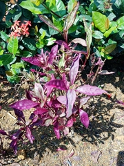 Iresine diffusa herbstii