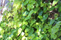 Aristolochia sempervirens