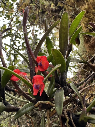 Maxillaria ruberrima, photograph 4