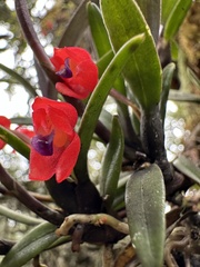 Maxillaria ruberrima, photograph Nicolás Baresch Uribe, CC BY, iNaturalist via GBIF