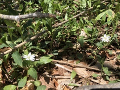 Stellaria corei