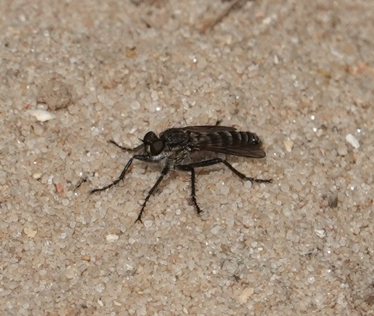 Dusky Sandpirate