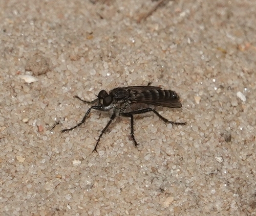 Dusky Sandpirate
