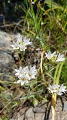 Allium lacunosum