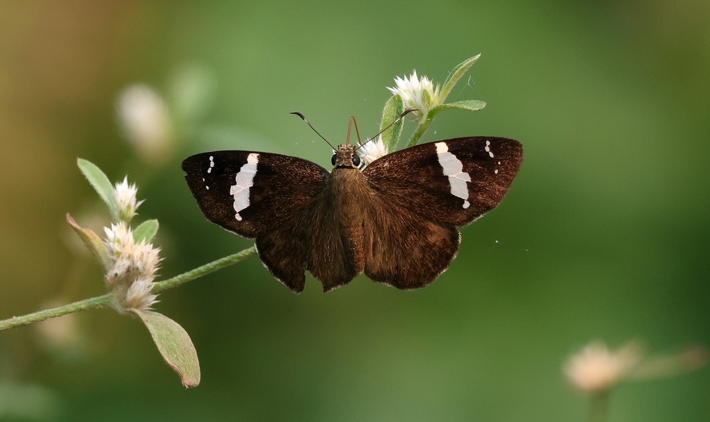 Small Banded Flat