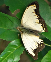 Cymothoe coranus coranus