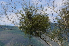 Phoradendron quadrangulare