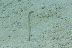Heteroconger hassi