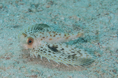 Dactyloptena orientalis