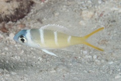 Monotaxis heterodon