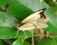 Cymothoe coranus coranus