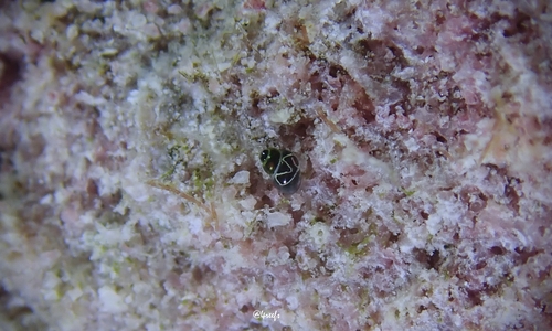 Rissoella observed 2023-10-14