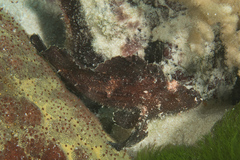 Taenianotus triacanthus