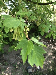 Acer negundo californicum