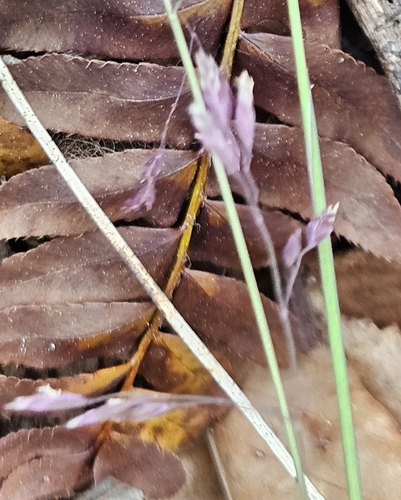 Image of Poa cuspidata by (c) willingarden, some rights reserved (CC BY)