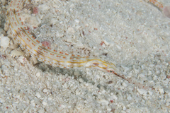 Corythoichthys ocellatus
