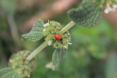 Cycloneda emarginata