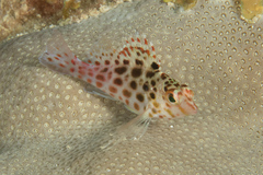 Cirrhitichthys oxycephalus