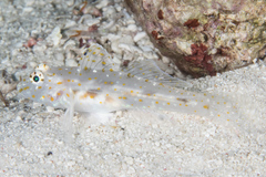 Fusigobius pallidus