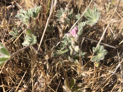 Lupinus concinnus