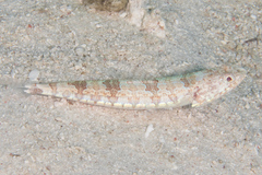 Synodus dermatogenys