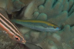 Stethojulis notialis