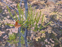 Misodendrum punctulatum