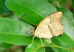 Cymothoe coranus coranus