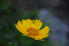 Phaneroptera nigroantennata