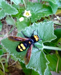Megascolia maculata flavifrons