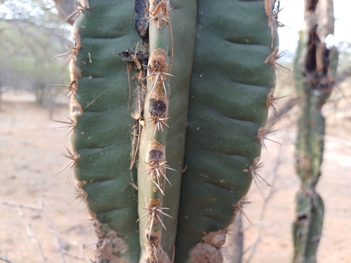 Cereus repandus