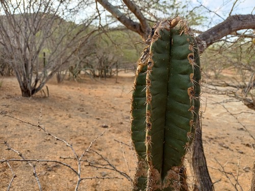 Cereus repandus