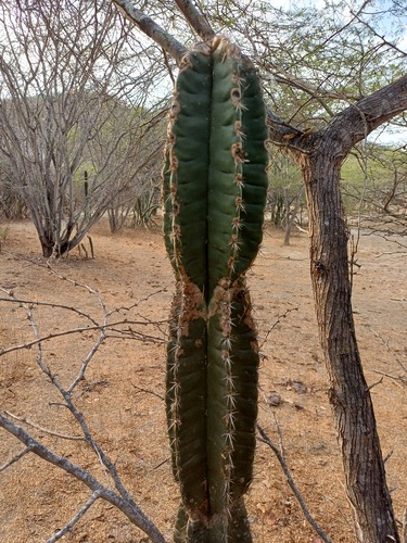Cereus repandus