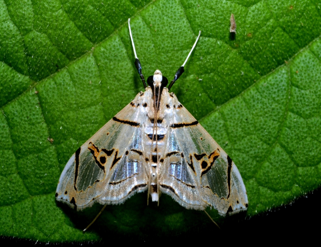Conchylodes graphialis