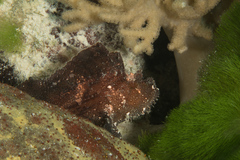 Taenianotus triacanthus